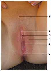 foto Medicina Ginecologia genitali esterni
